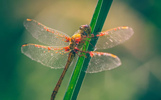 Libelle met rode bloed stippen op de vleugels