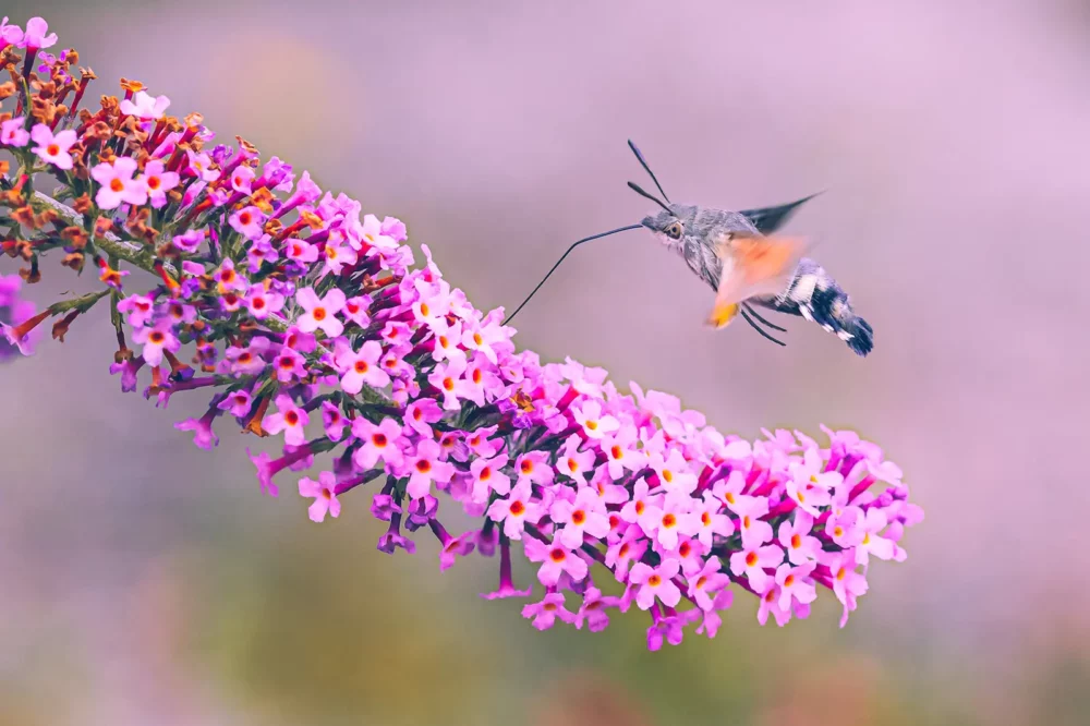 Kolibrievlinder in vlucht aan vlinderstruik