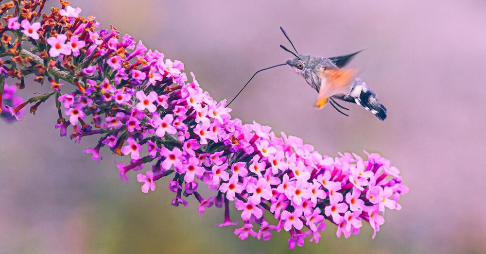 Kolibrievlinder natuurfoto