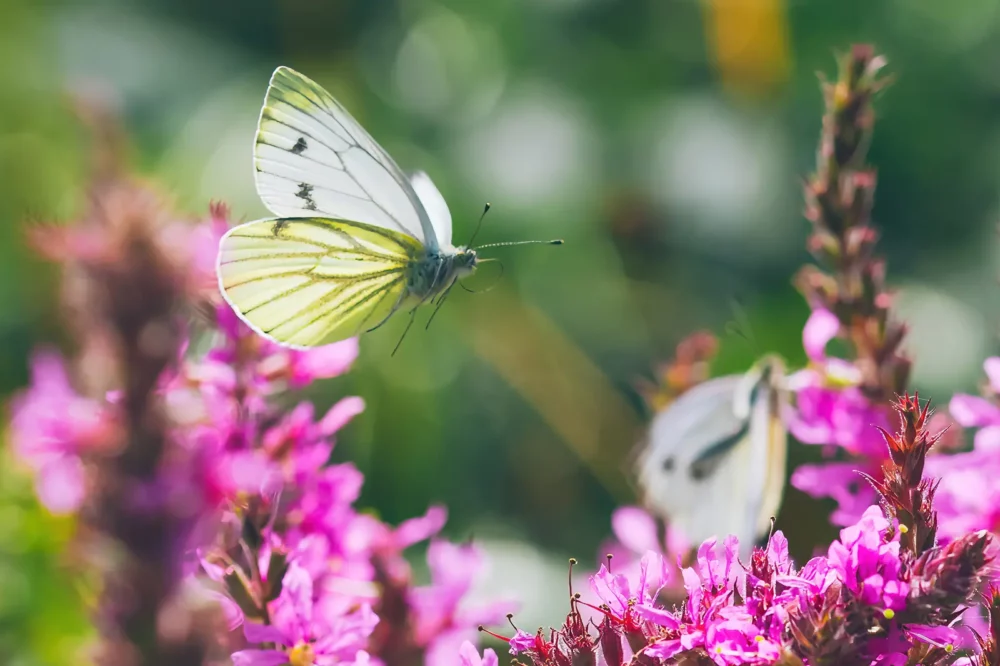 Natuurfoto vliegende vlinder