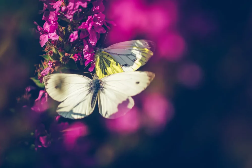 Vlinder vliegt naar bloem met vlinder erop