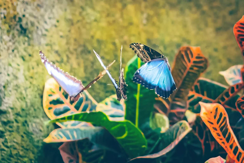 Vliegende Morpho vlinders