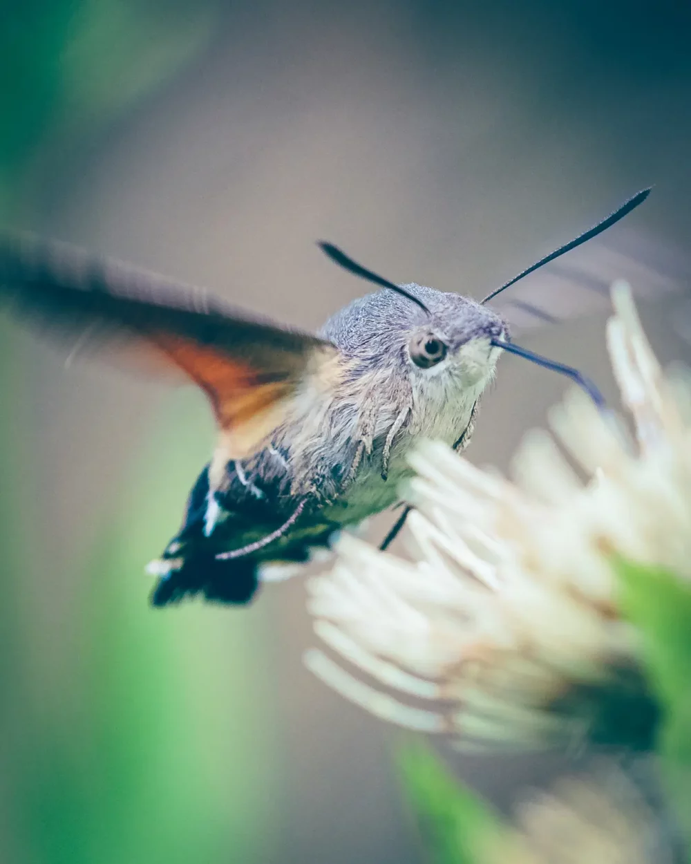 Kolibrievlinder fotograferen
