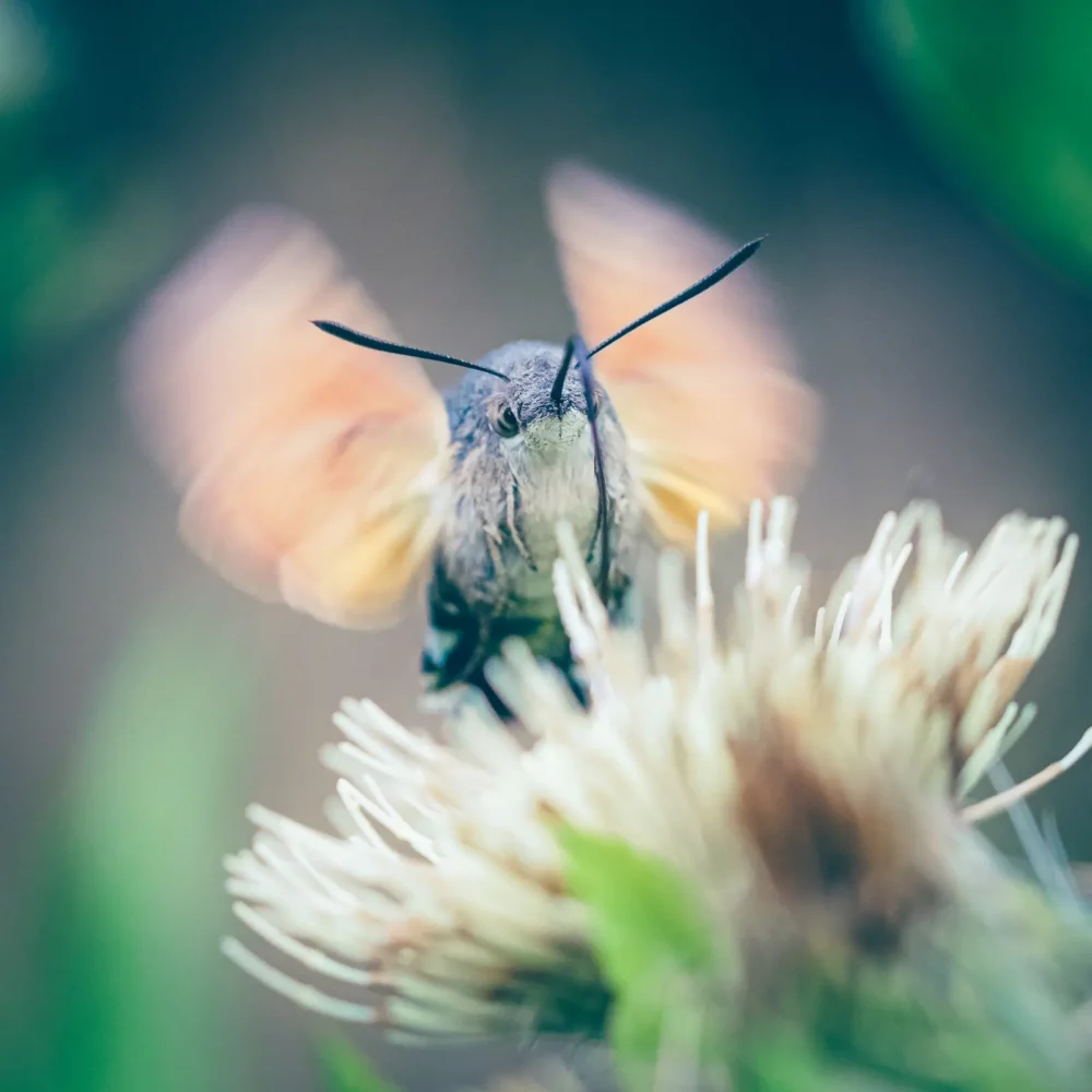 Kolibrievlinder fotograferen