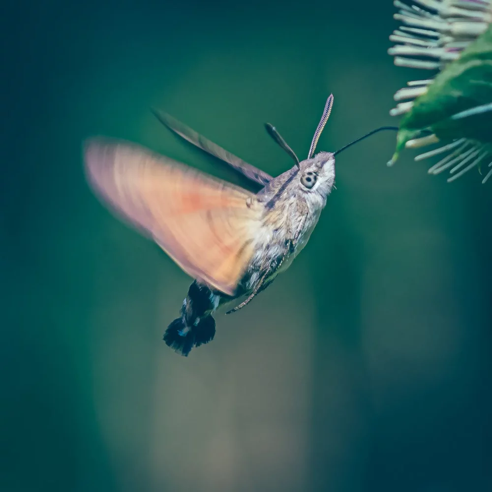 Kolibrievlinders fotograferen
