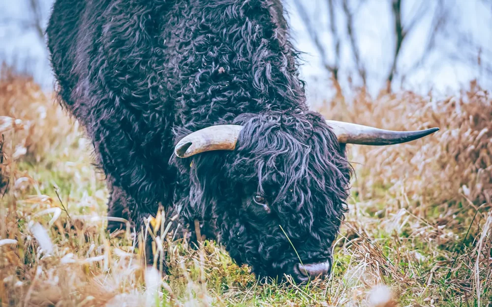 Dierenfotografie schotse hooglander