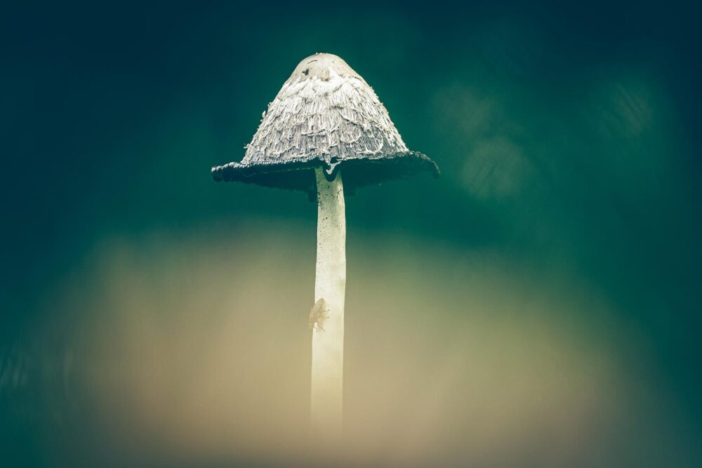 macro statief foto paddenstoel