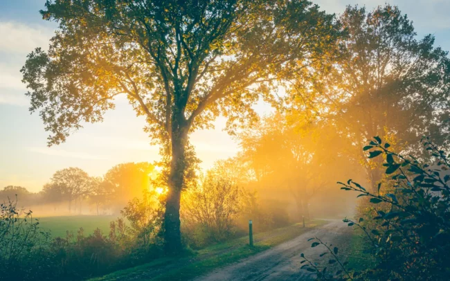 Herfstfoto zonnestralen bos de ochtend