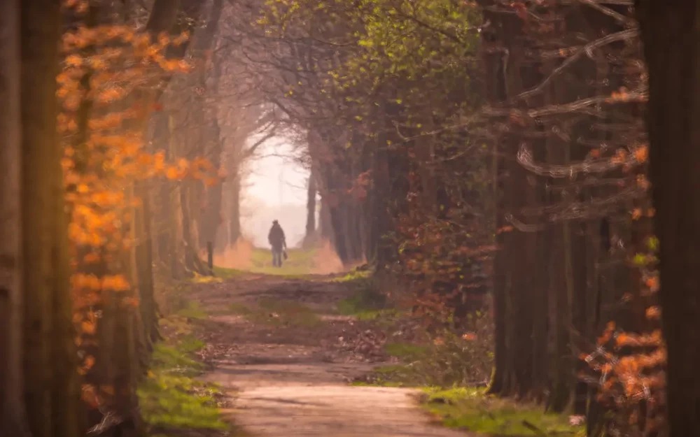 Ochtendwandeling door herfstbos