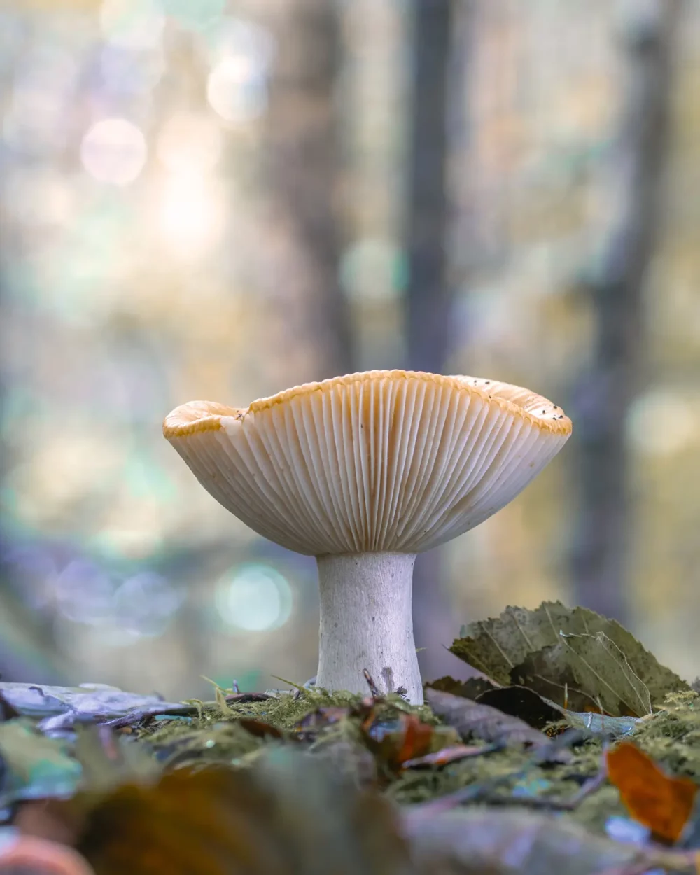 Parmantige lichte paddenstoel