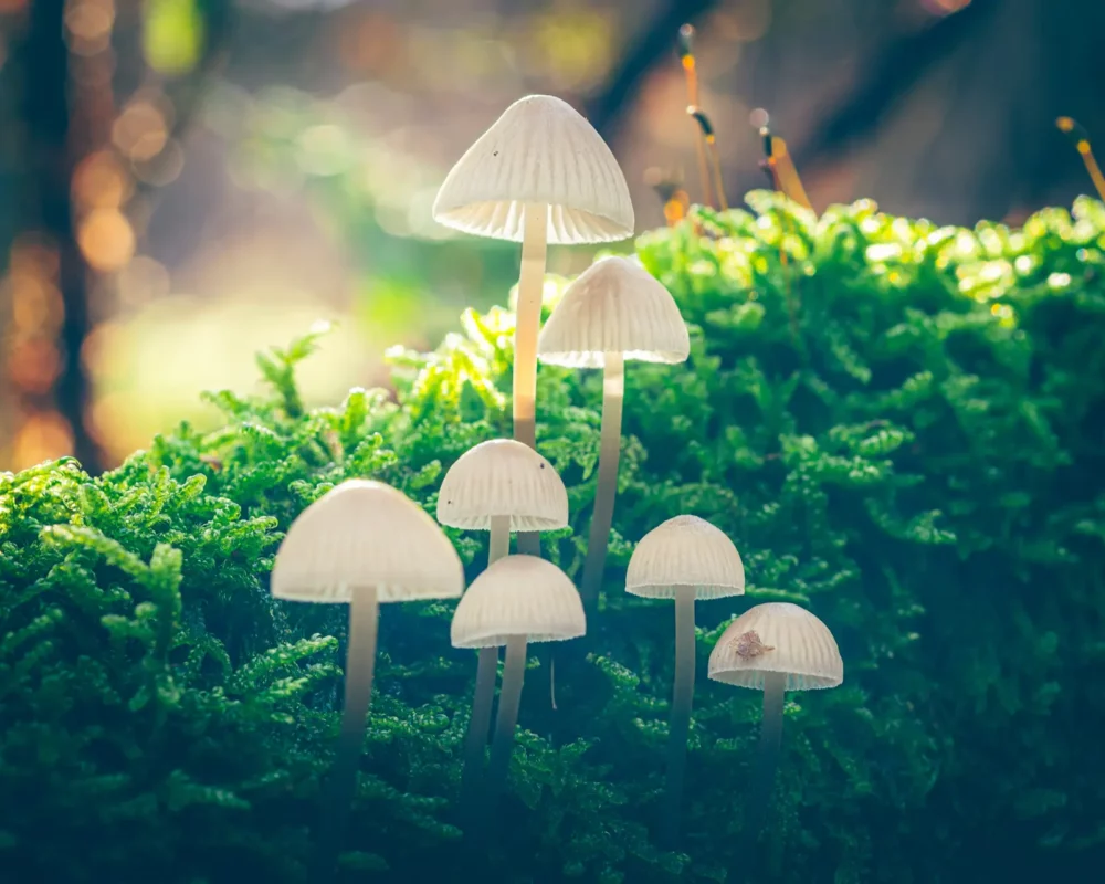 Witte paddenstoelen familie