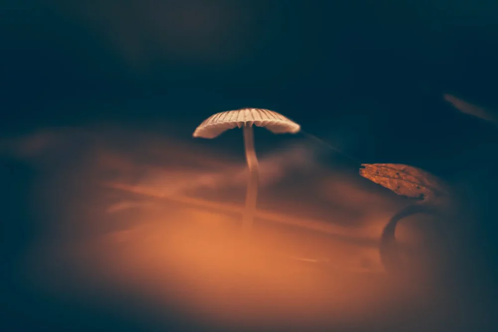 kleine paddenstoel macrofoto 01