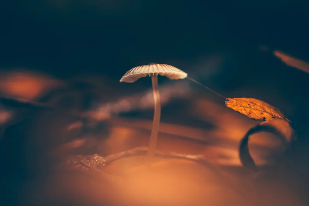 kleine paddenstoel macrofoto 02