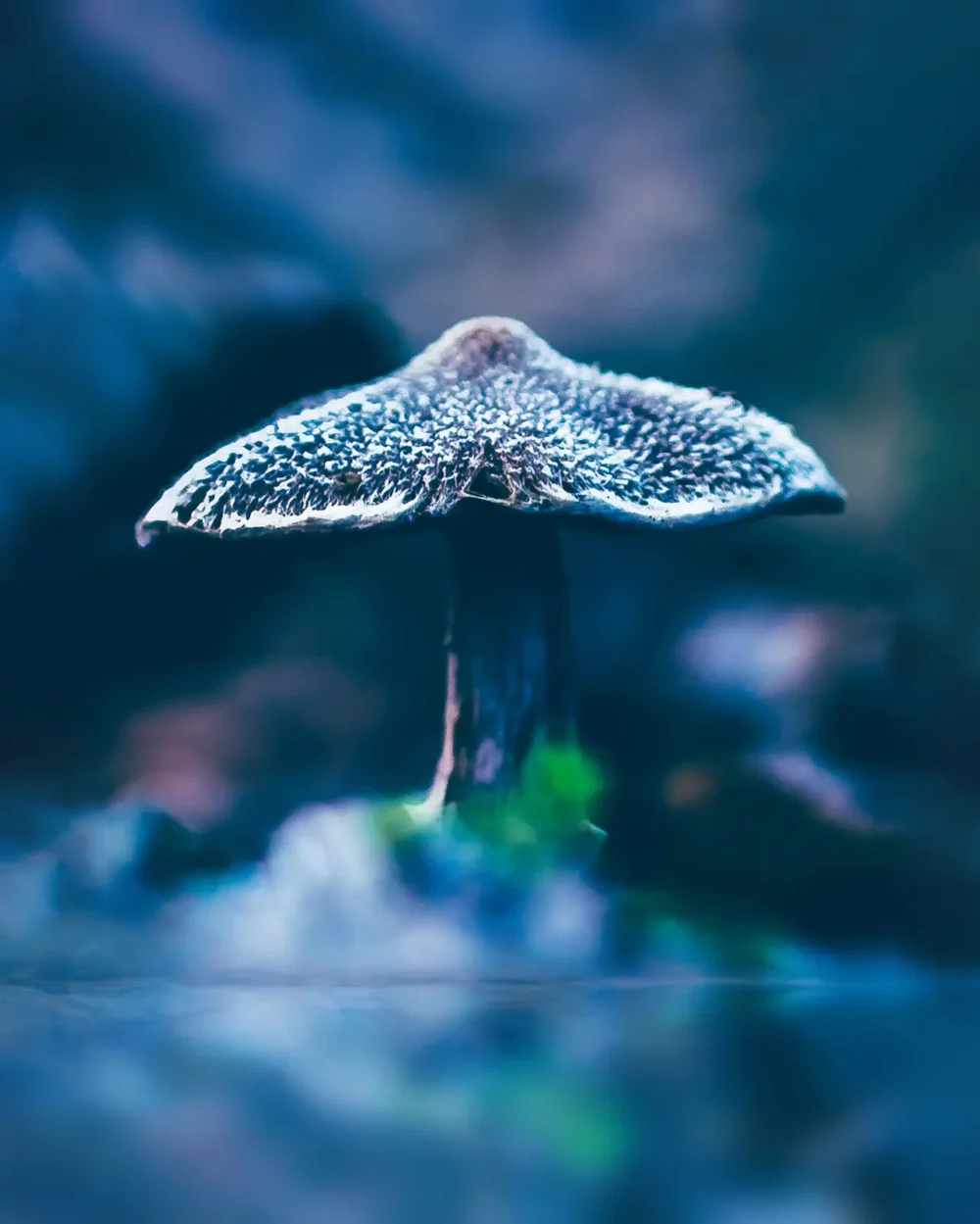 macrofoto diep in het bos - paddenstoel 02