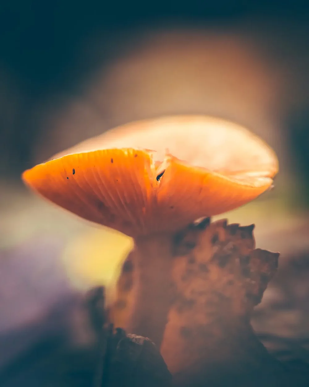 paddenstoel in herfstbos