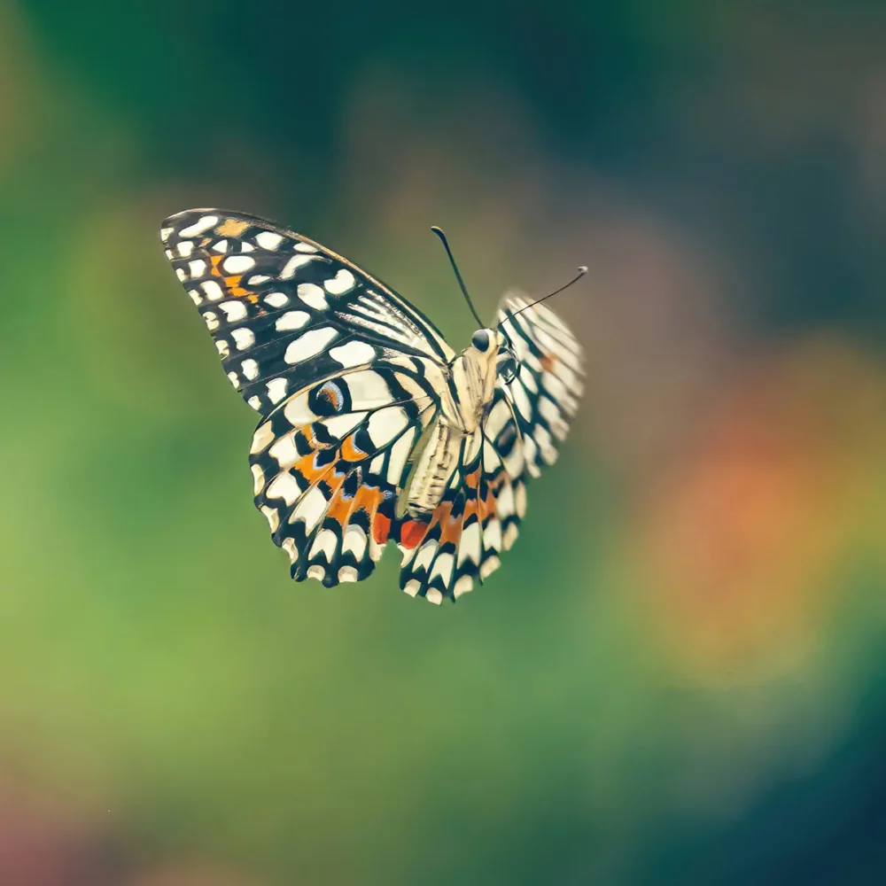 vliegende tropische vlinder fotograferen