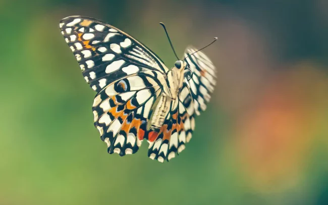 vliegende tropische vlinder fotograferen