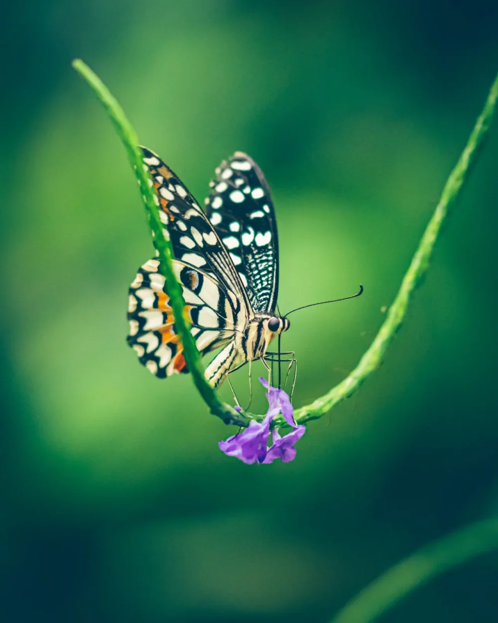zwart gele tropische vlinder