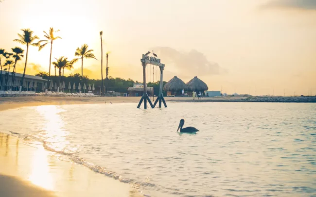 Curacao mangrove beach hotel pelikanen bij avond