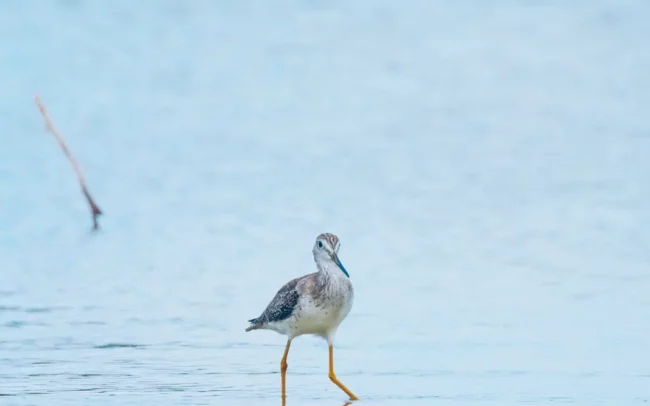 Curacao vogel steltloper?