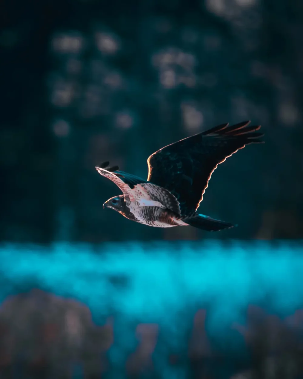 Roofvogel in vlucht