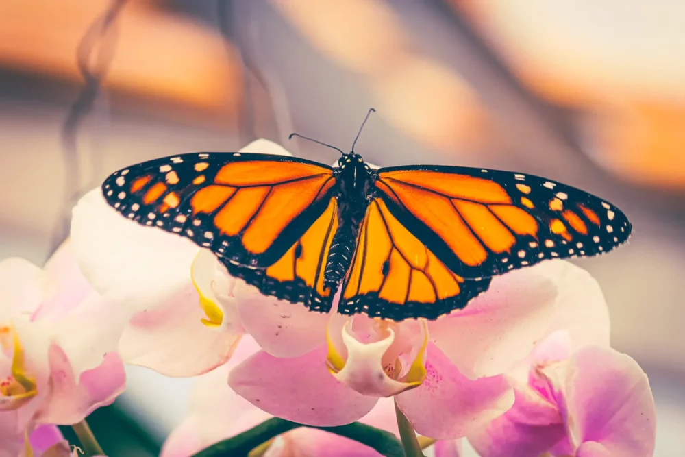 Vlinderfotografie - Monarch vlinder met gespreide vleugels op roze bloemen