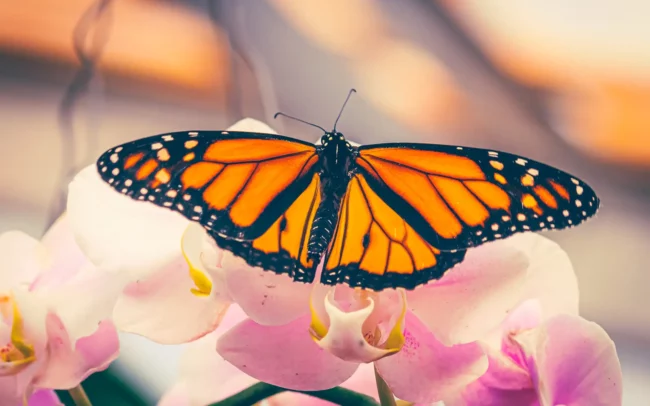 Vlinderfotografie - Monarch vlinder met gespreide vleugels op roze bloemen