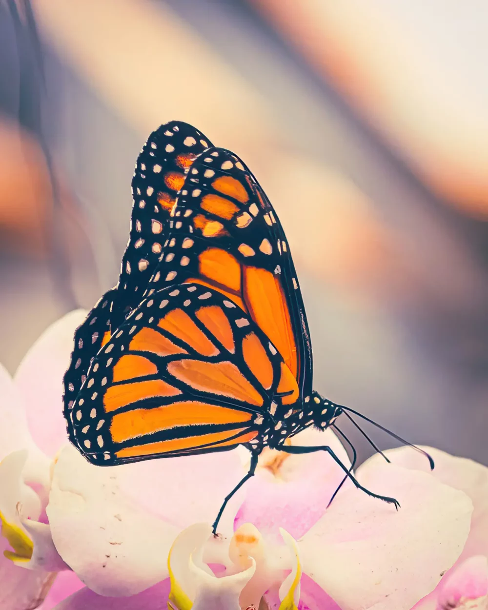 Monarch vlinder op roze bloemen