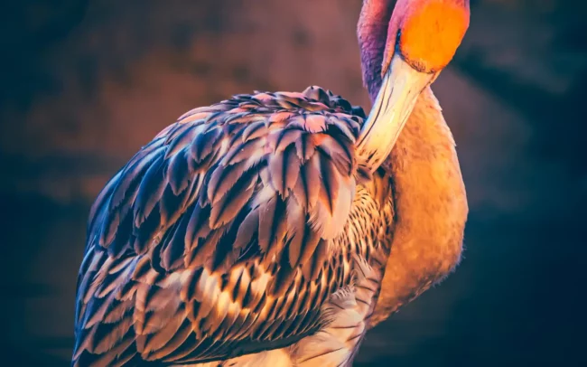 Flamingo portret