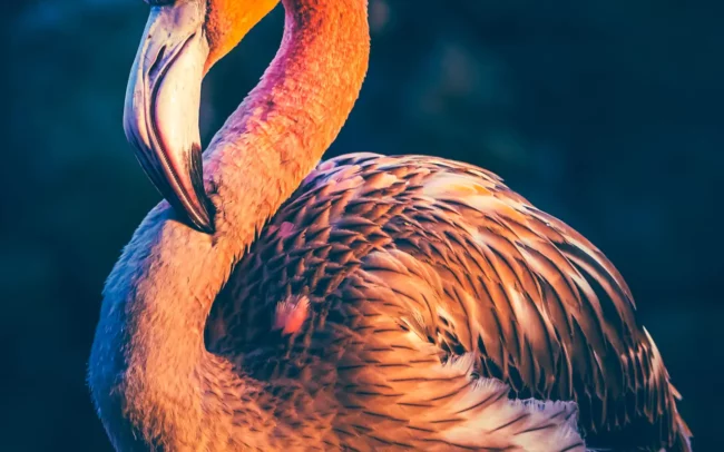 Flamingo portret zonsondergang