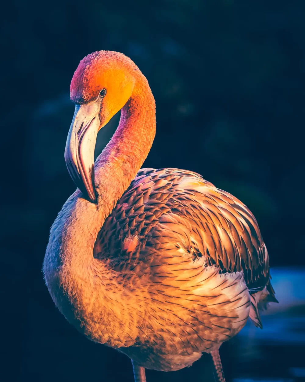 Flamingo portret zonlicht