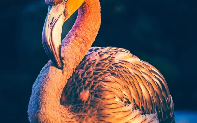 Flamingo portret zonlicht