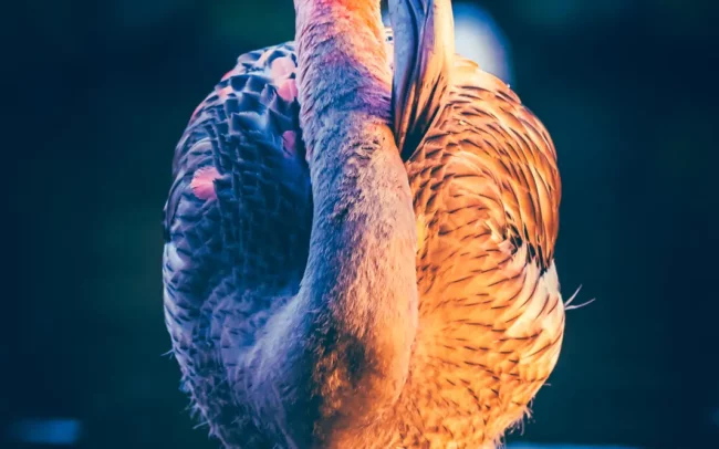 Flamingo portret buitenlucht