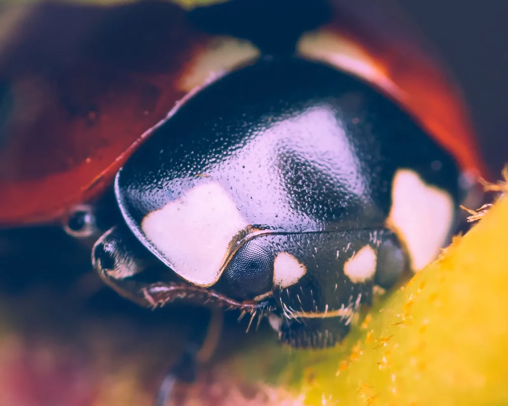 Lieveheersbeestje macrofoto