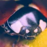 Lieveheersbeestje macrofoto