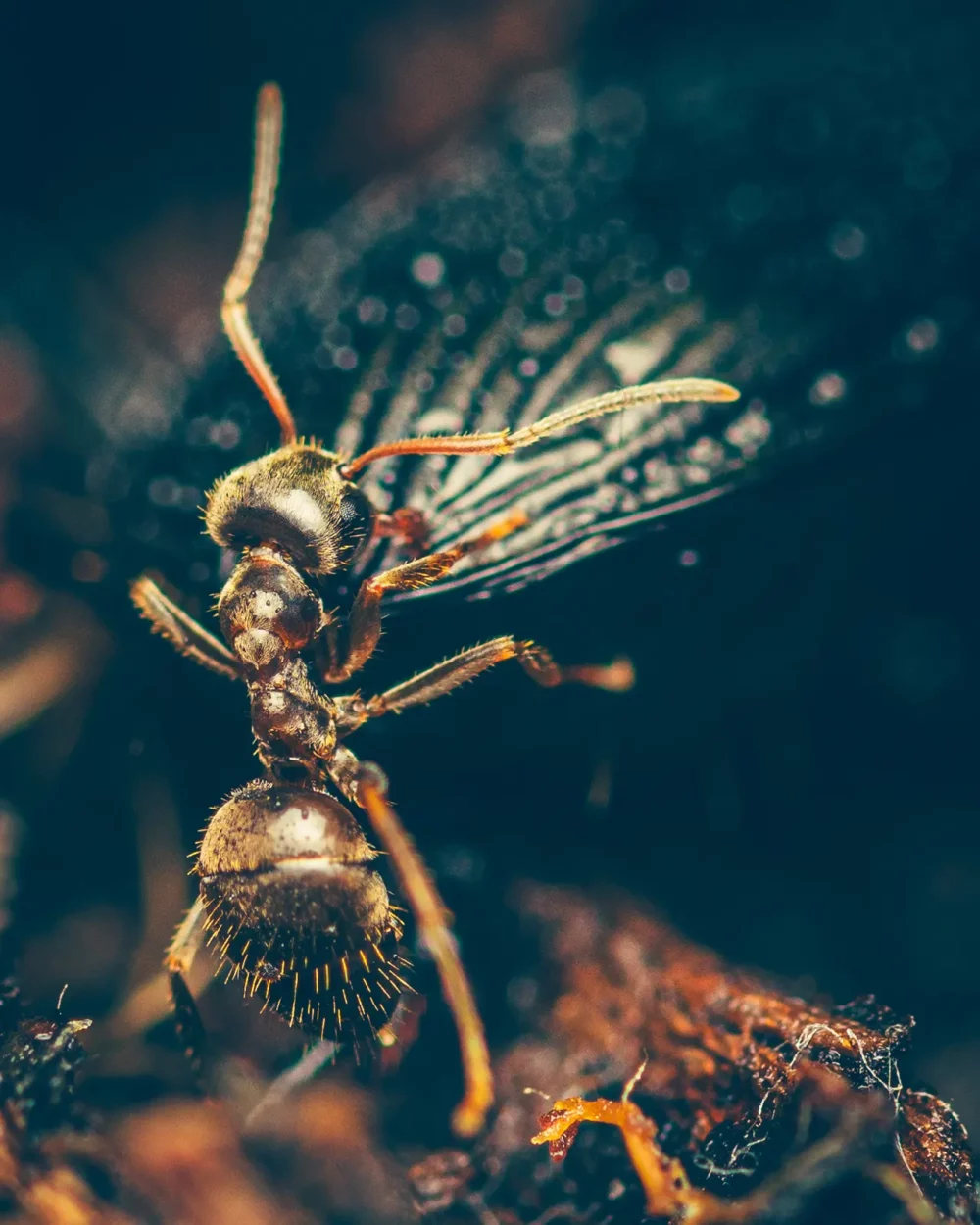 Macrofoto mier staand bij kever