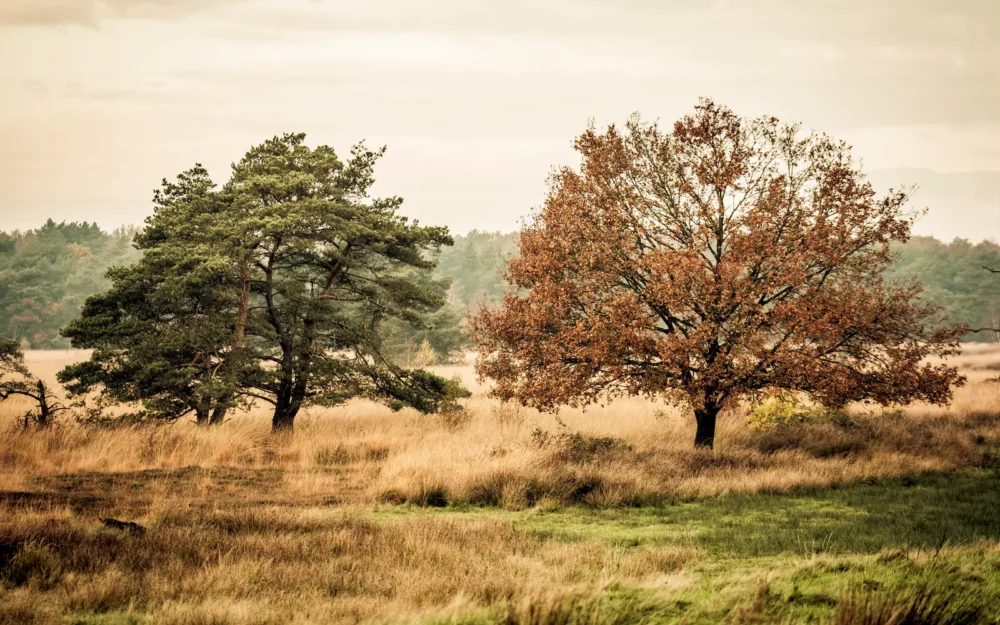 Mooiste herfstfoto