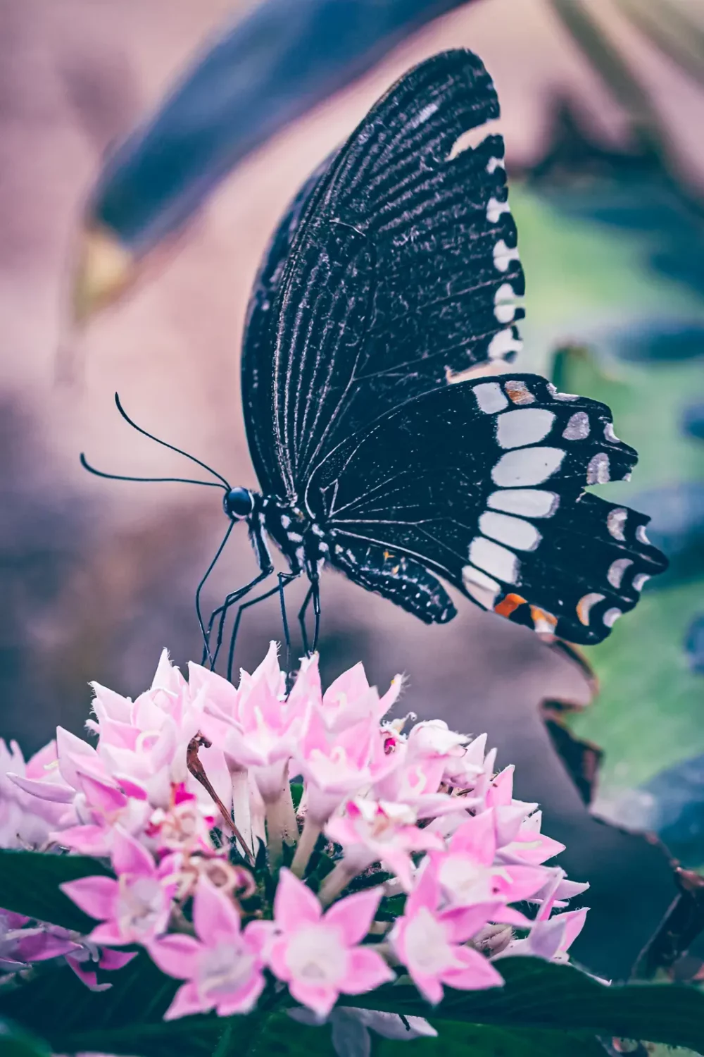 Tropische zwarte vlinder op paarse bloem