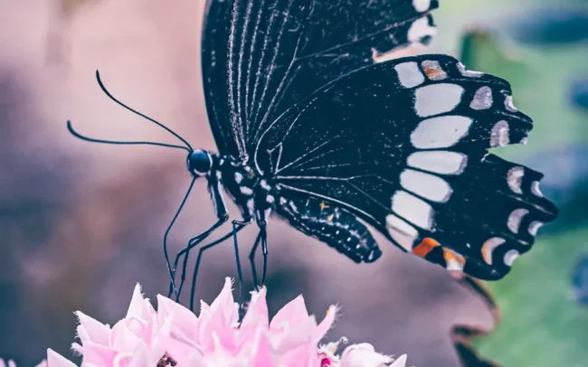 Tropische zwarte vlinder op paarse bloem