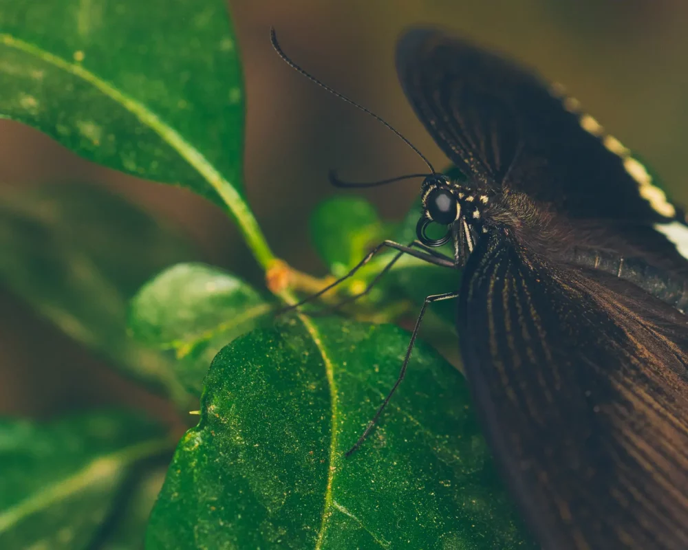 Zwarte tropische vlinder Pantropica