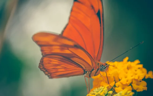 Pantropica - Oranje passiebloemvlinder, Dryas julia