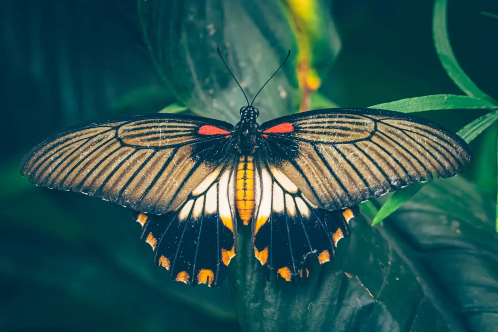 Pantropica - Papilio Lowi, pagefamilie