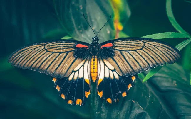 Pantropica - Papilio Lowi, pagefamilie