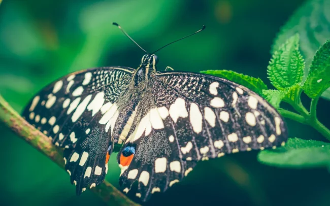 Pantropica - Papilio demoleus, Aziatische Zwaluwstaart, Chinese gele page