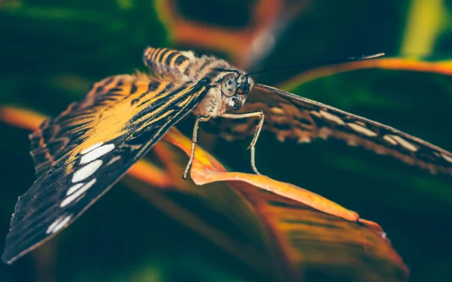 Pantropica - Parthenos sylvia, vossen, parelmoervlinders, weerschijnvlinders