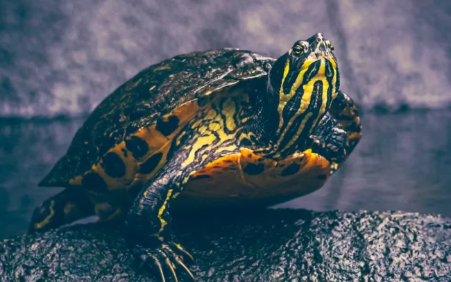 Pantropica - Schildpad portret close-up