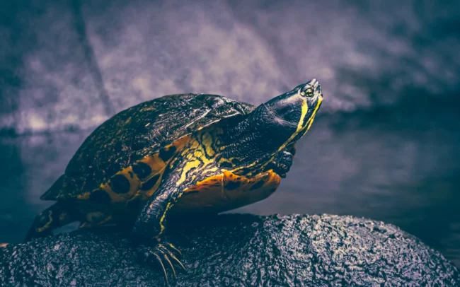 Pantropica - Schildpad portret close-up liggend