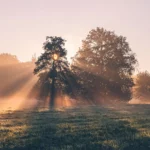 Een gouden herfstochtend met zonnestralen door de bomen